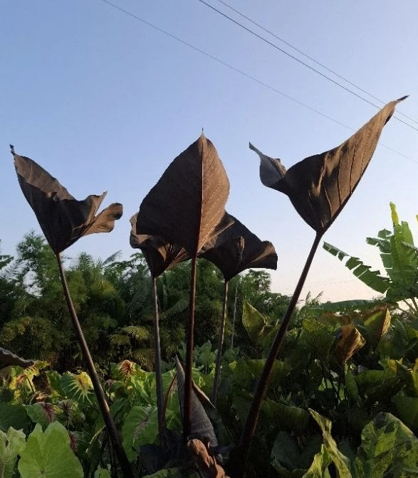 Colocasia Americano