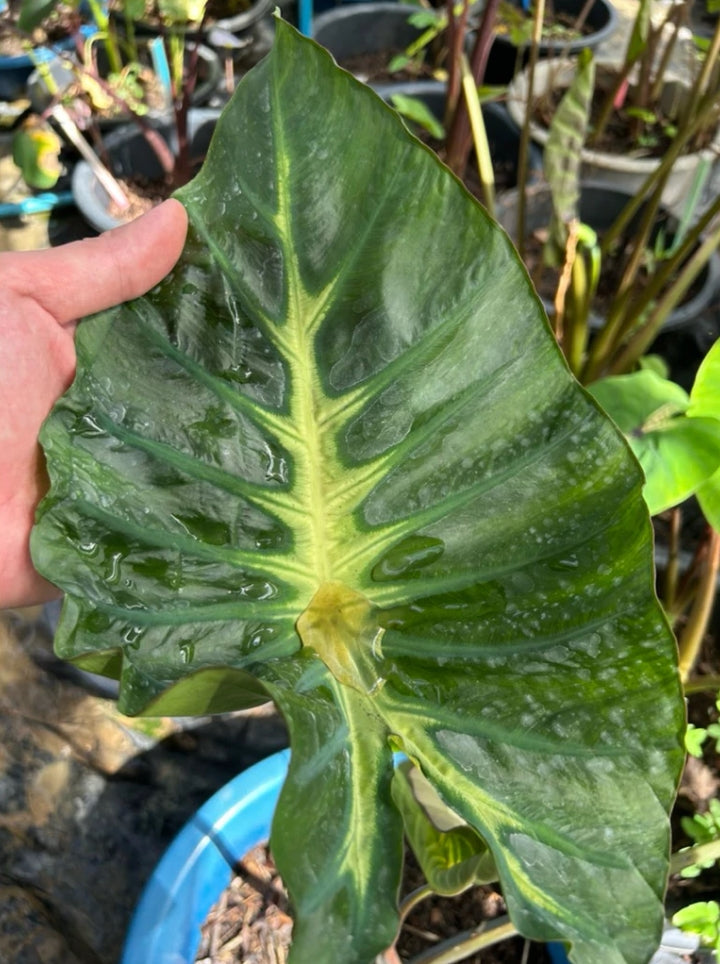 Colocasia King of Cup