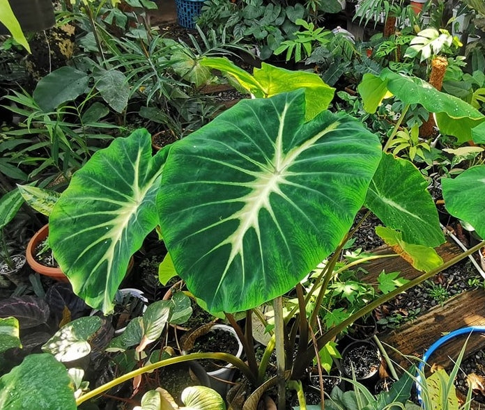 Colocasia Nancy's Revenge