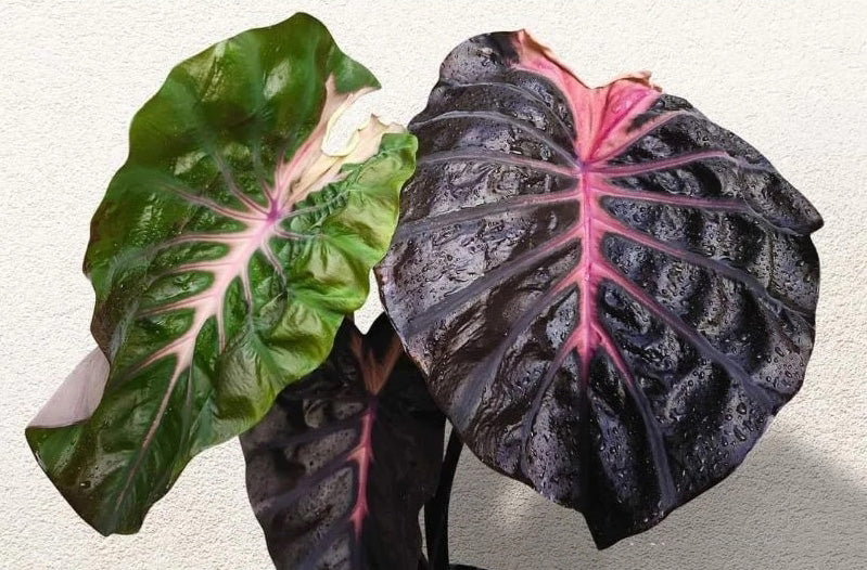 Colocasia Psylocke