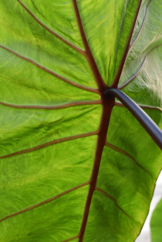 Colocasia Hawaiian Punch