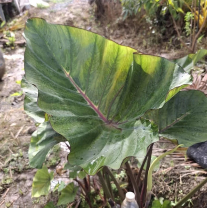 Colocasia Queen of Cup