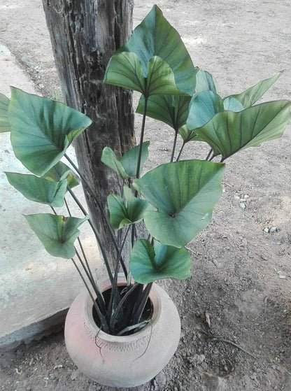 Colocasia Coffee Cup