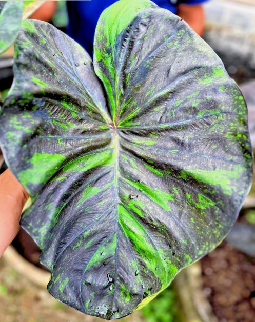 Colocasia Emerald Galaxy