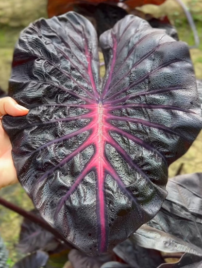 Colocasia Venom Pink