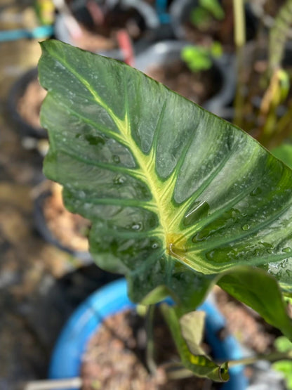 Colocasia King of Cup