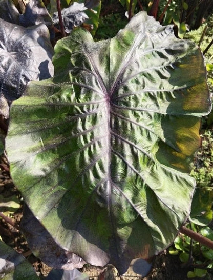 Colocasia Winter Soldier Sayur