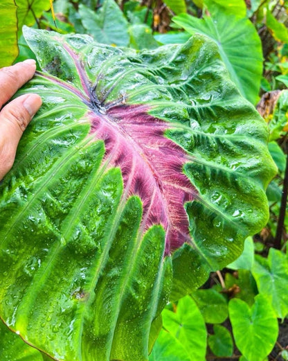 Colocasia Oris