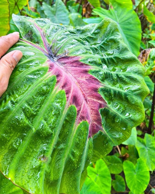 Colocasia Oris