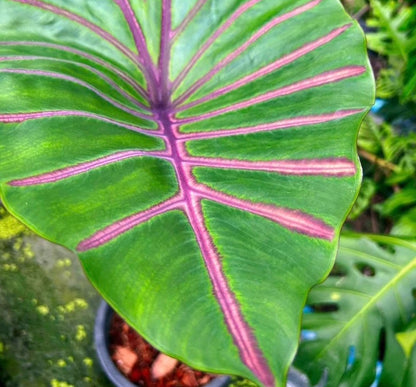 Colocasia Lava Lisa
