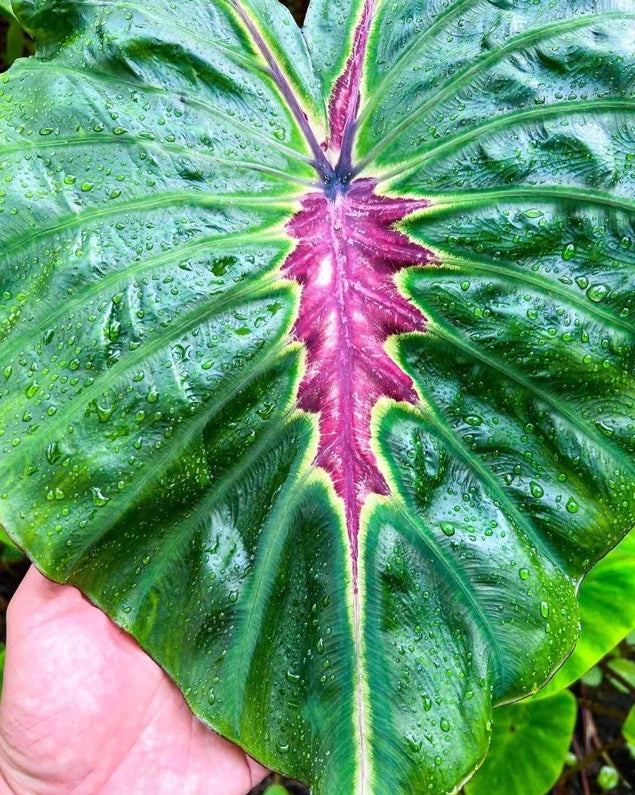 Colocasia Oris