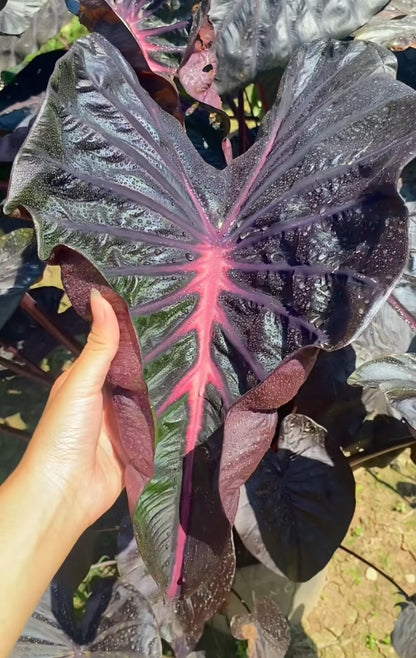 Colocasia Venom Pink