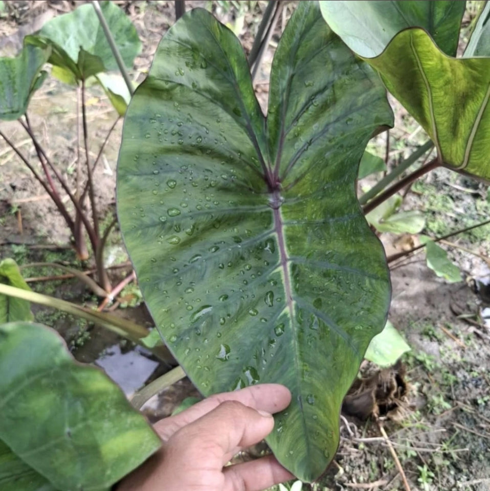 Colocasia Queen of Cup