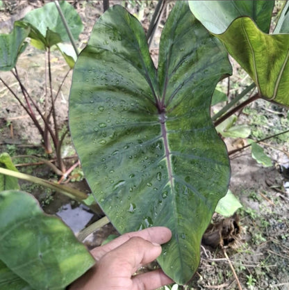 Colocasia Queen of Cup