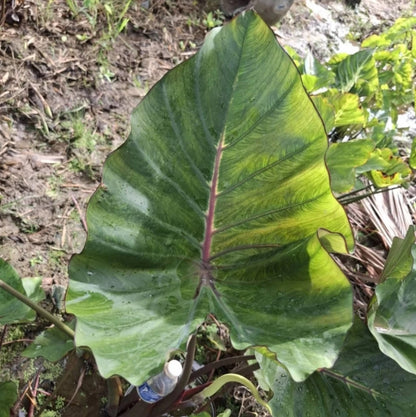 Colocasia Queen of Cup