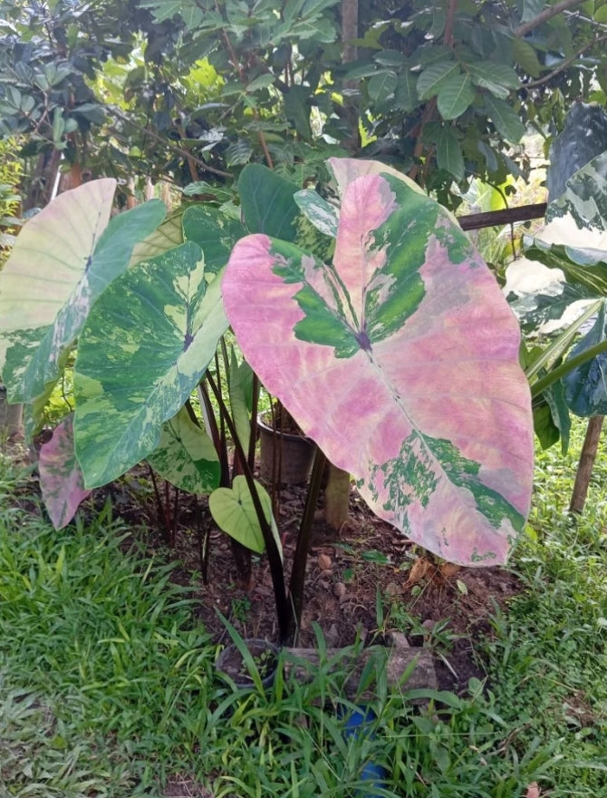 Colocasia Phet Phusa