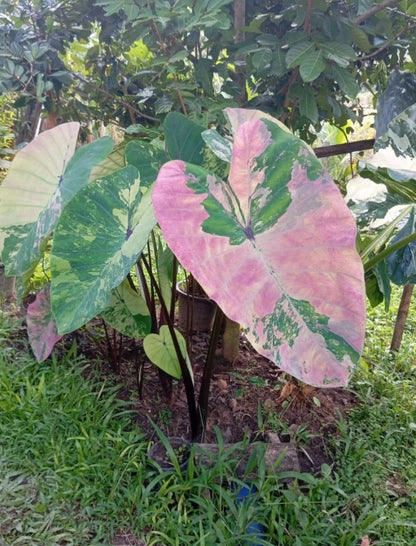 Colocasia Phet Phusa