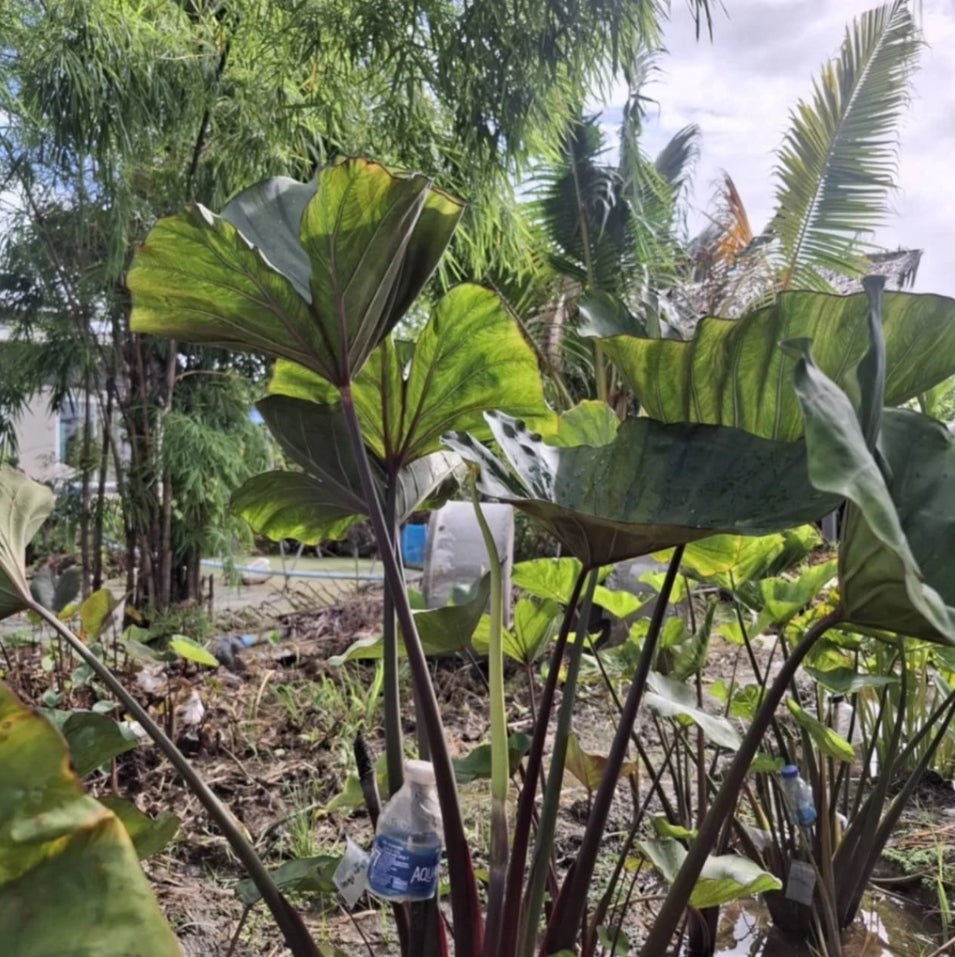 Colocasia Queen of Cup
