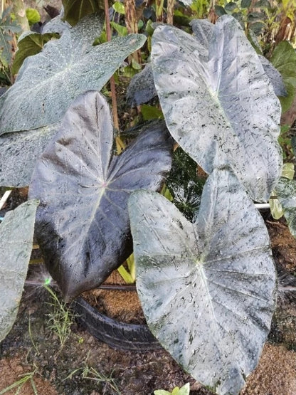 Colocasia Horus