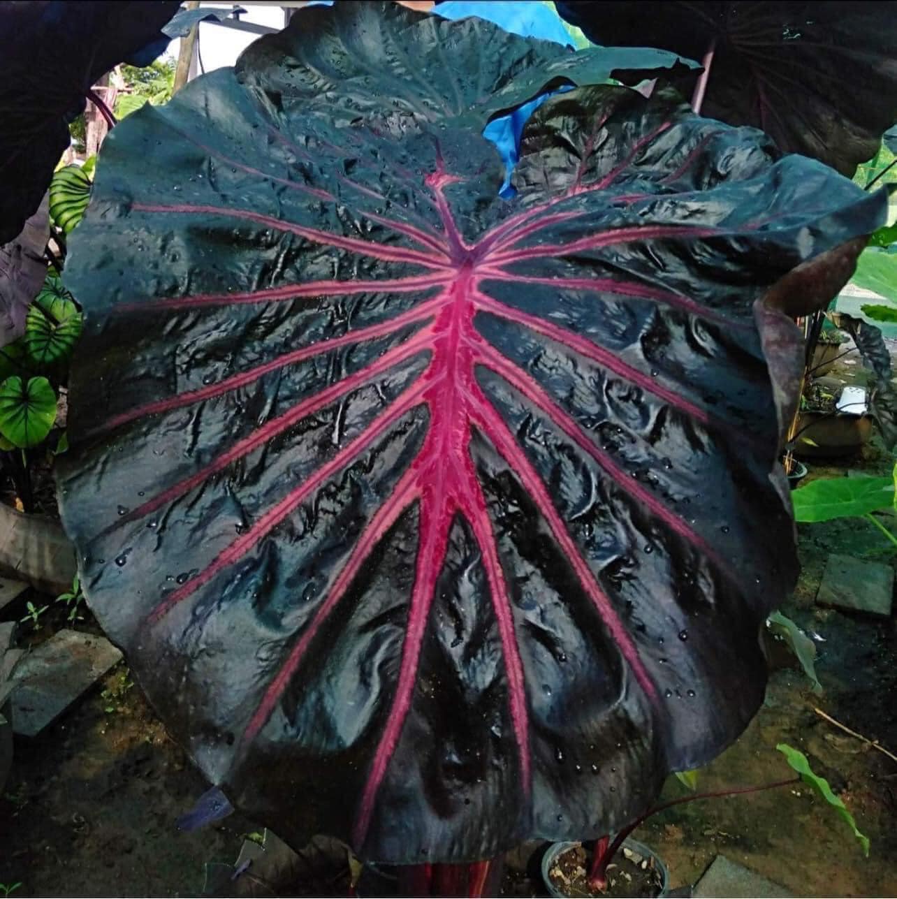 Colocasia Secret
