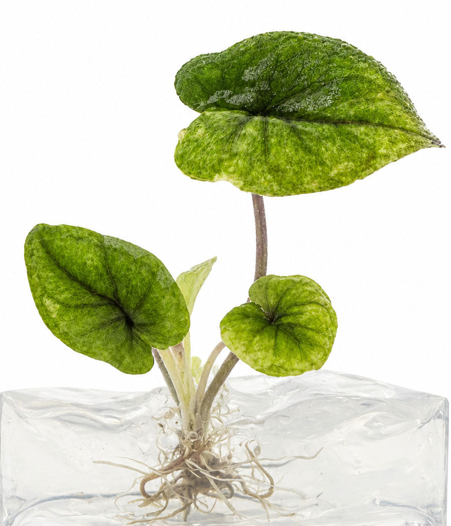 Alocasia Serendipity Gold Aurea Variegated
