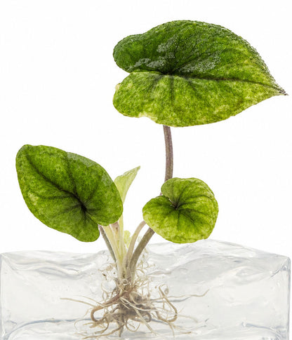 Alocasia Serendipity Gold Aurea Variegated