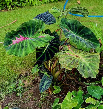 Colocasia Snake Eyes