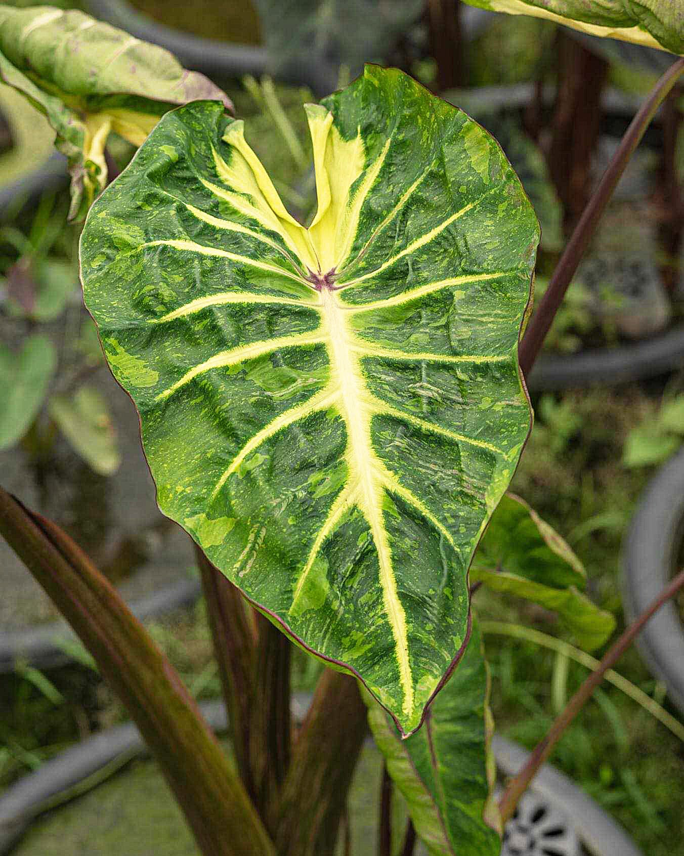 Colocasia Starfish