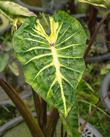 Colocasia Starfish