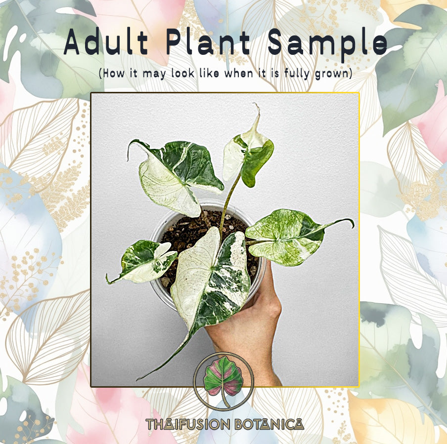 Alocasia Stingray Albo Variegated