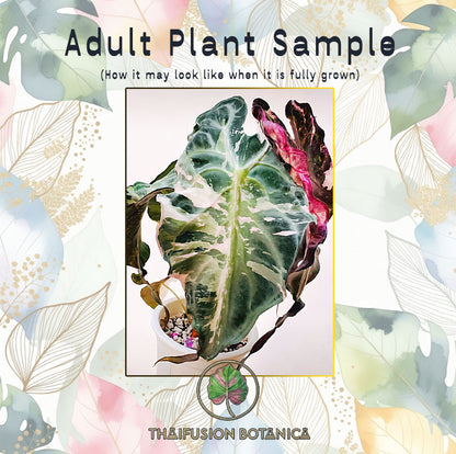 Alocasia Venom Pink Variegated Tissue Culture Plantlet