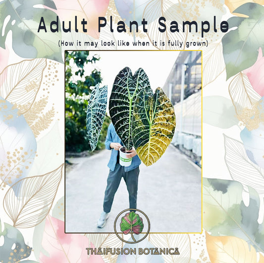 Alocasia Watsoniana Aurea Variegated TC