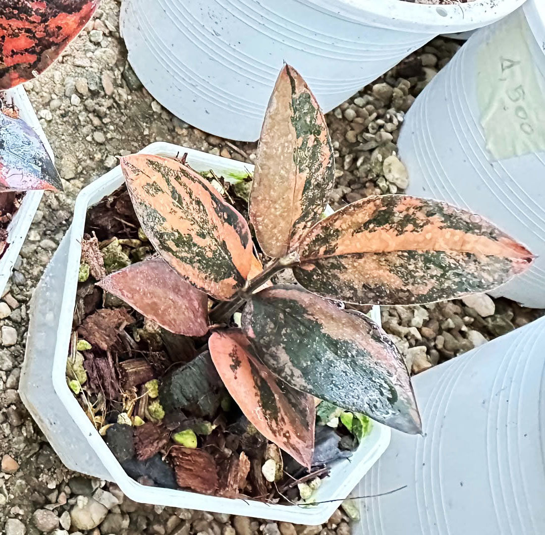 Zamioculcas Raven #2 bareroot specimen