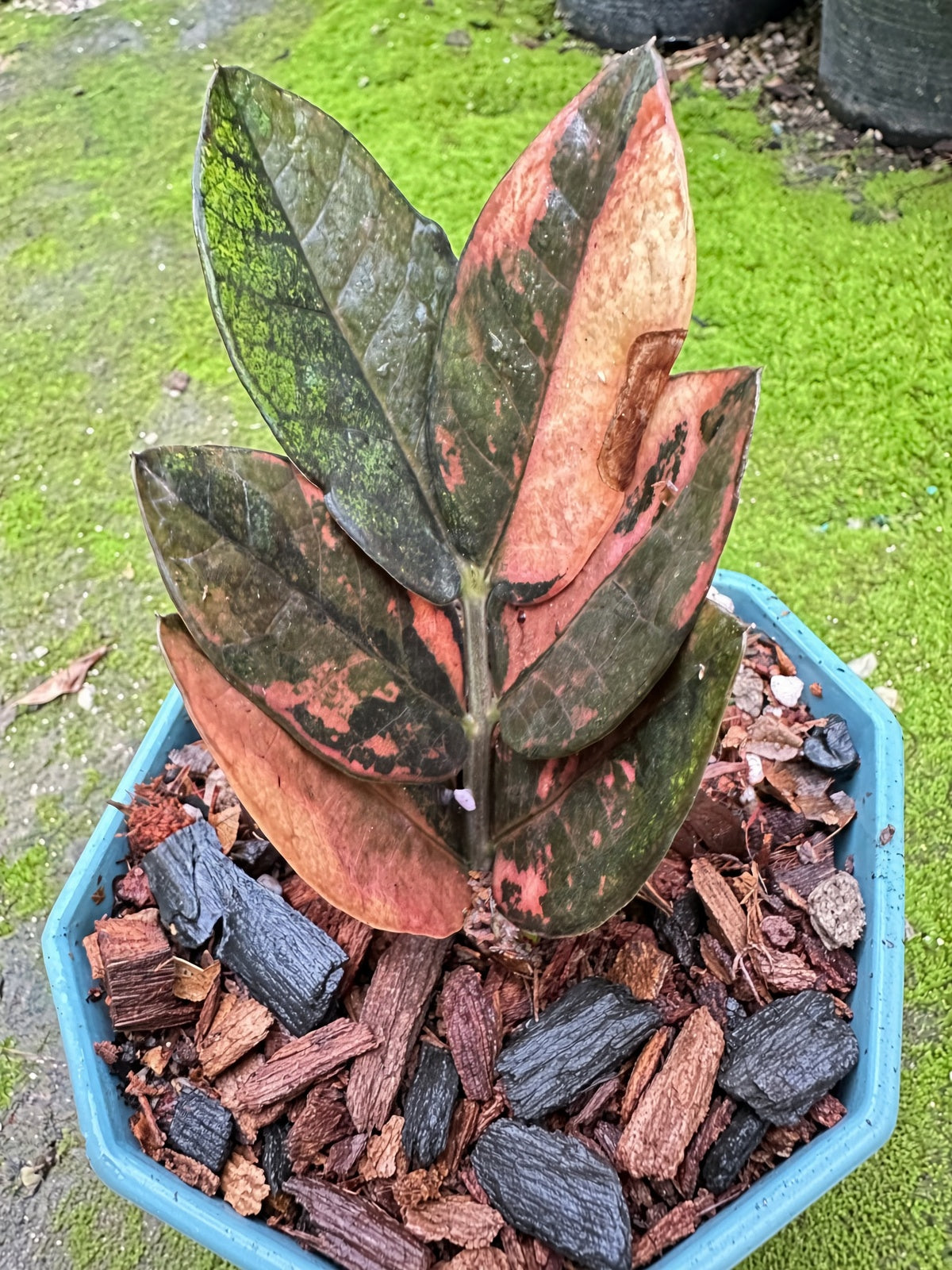 Zamioculcas Raven #3 bareroot specimen