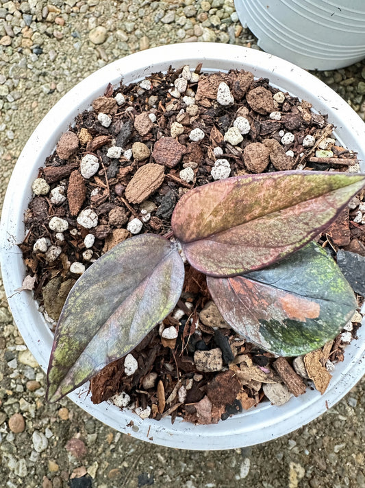 Zamioculcas Raven #4 bareroot specimen