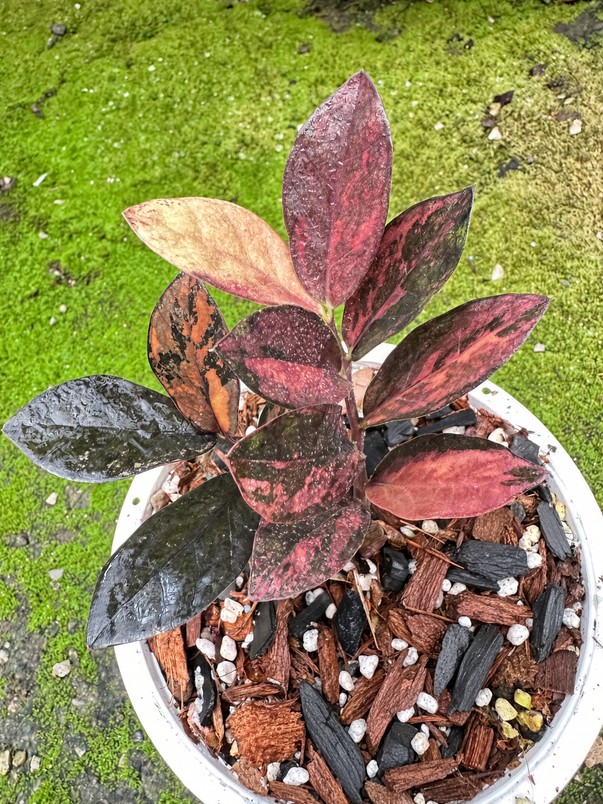 Zamioculcas Raven #5 bareroot specimen