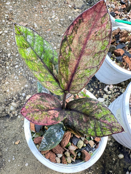 Zamioculcas Raven #7 bareroot specimen