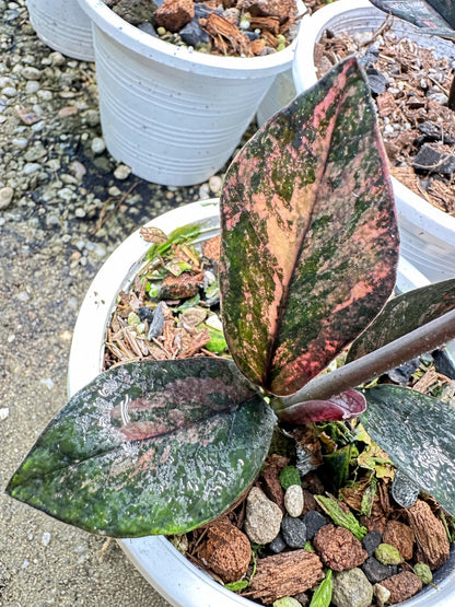 Zamioculcas Raven #7 bareroot specimen closeup