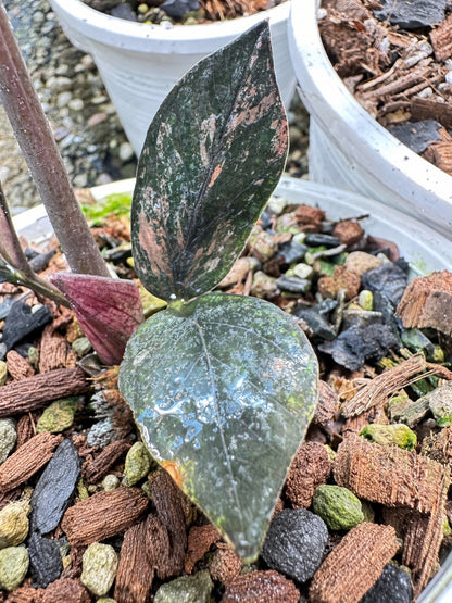 Zamioculcas Raven #7 bareroot specimen leaf detail