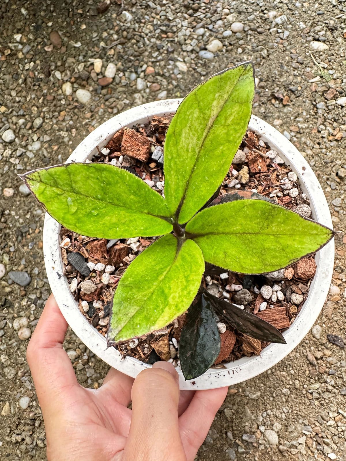 Zamioculcas Raven #8 bareroot specimen