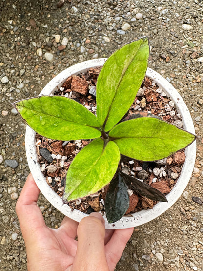 Zamioculcas Raven #8 bareroot specimen