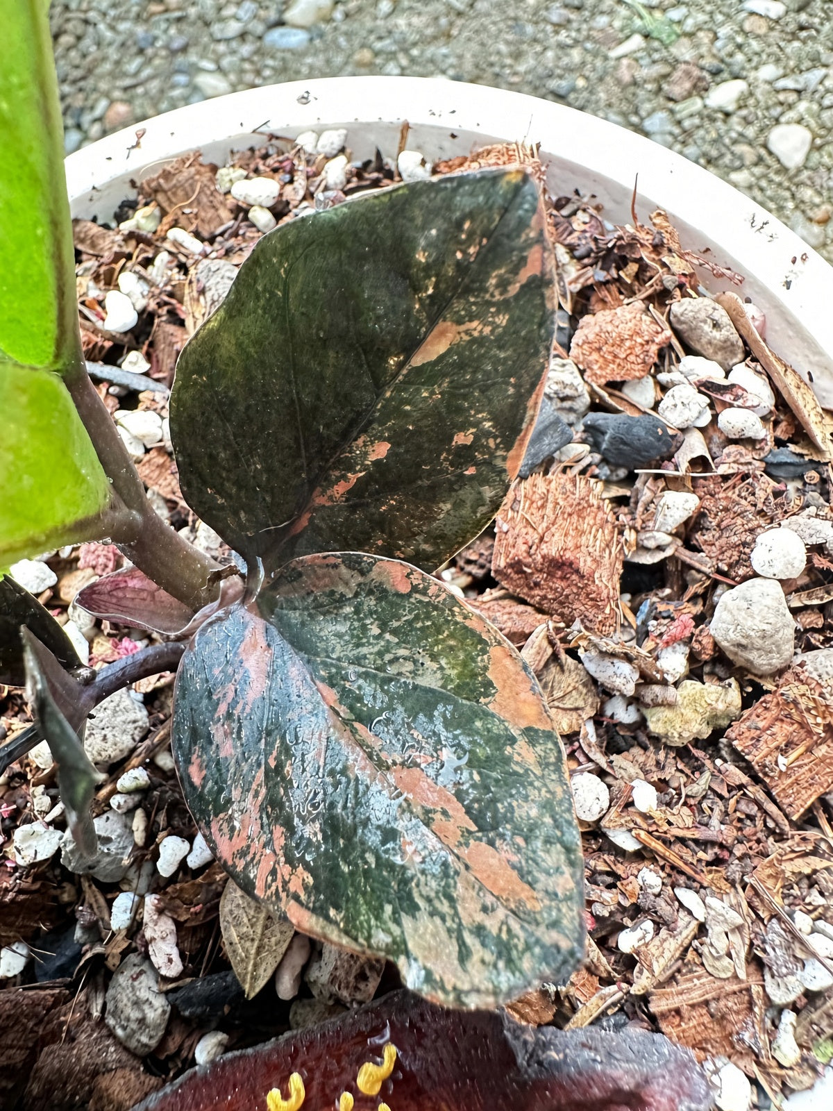 Zamioculcas Raven #8 bareroot specimen closeup