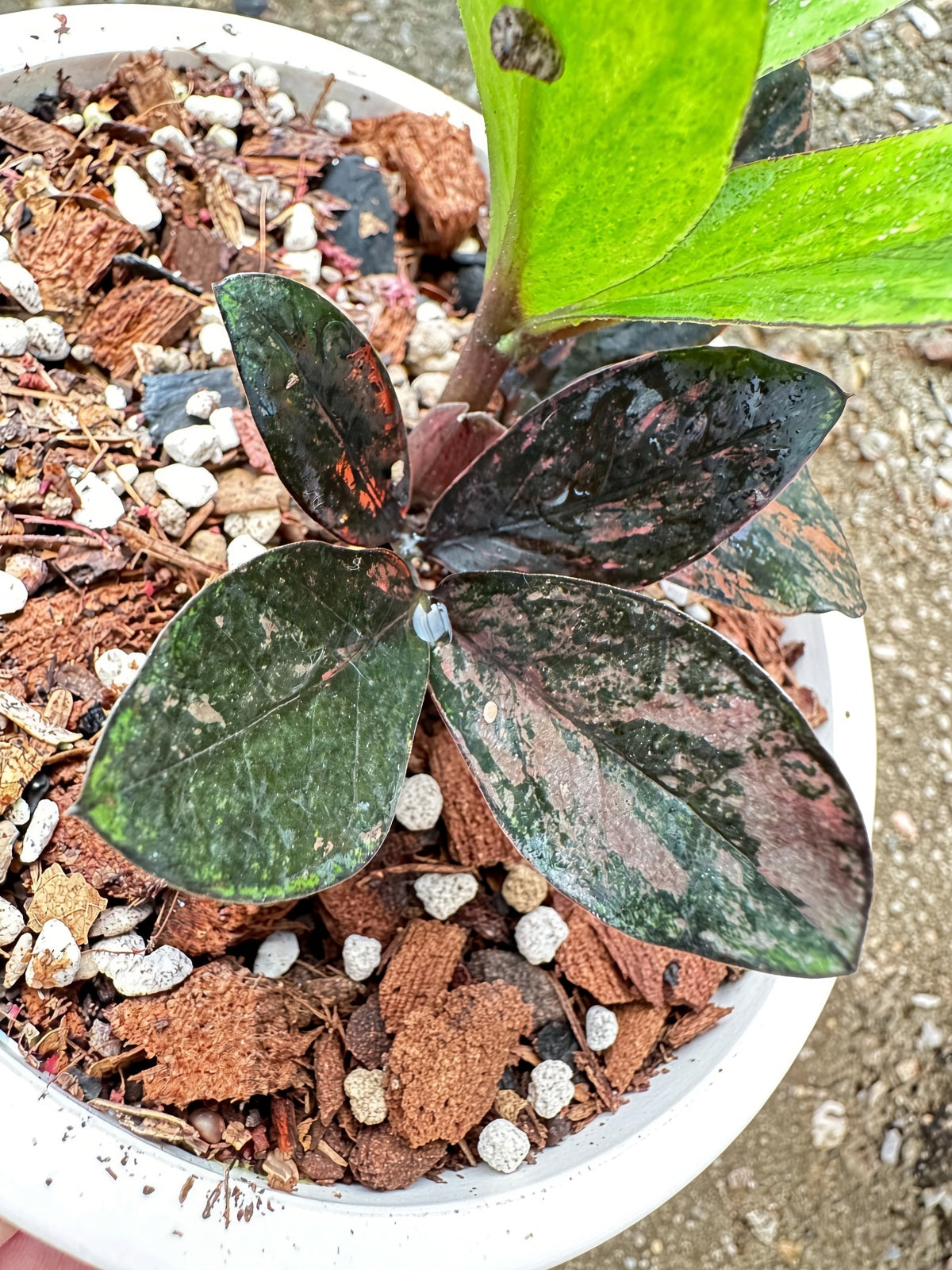 Zamioculcas Raven #8 bareroot specimen leaf detail