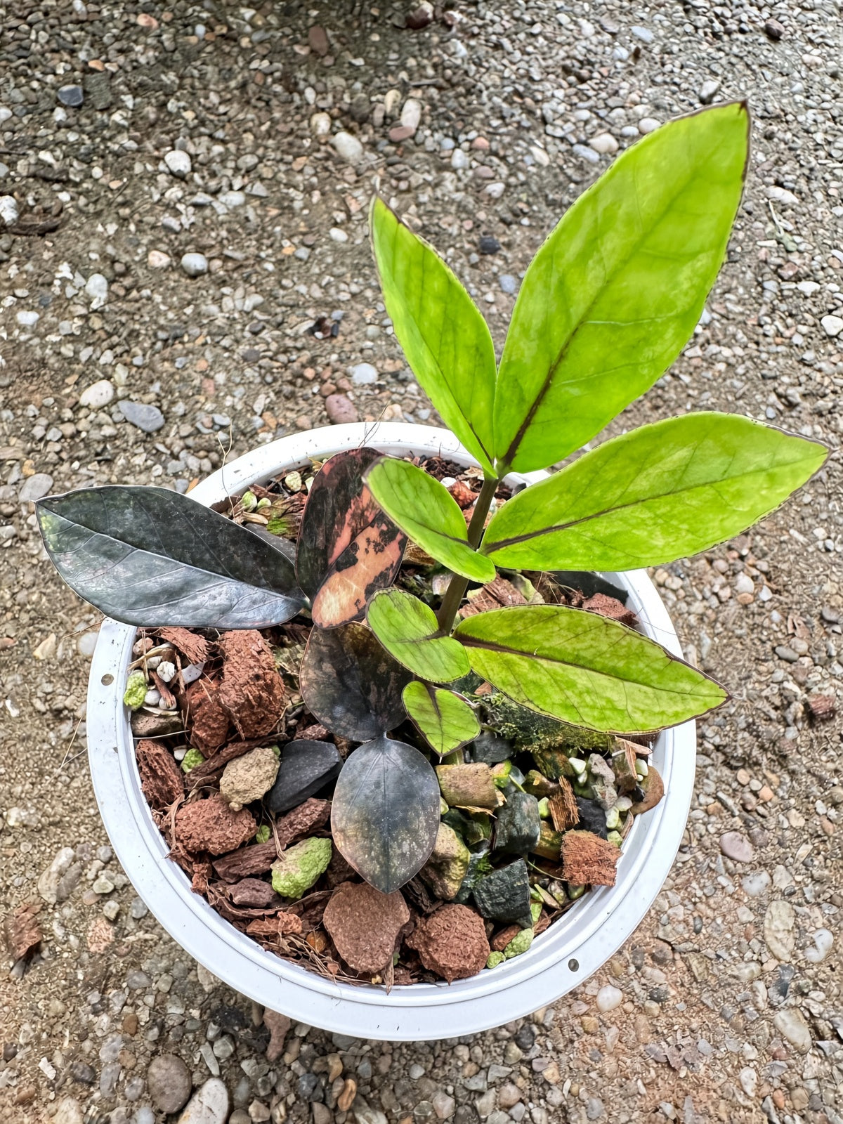 Zamioculcas Raven #9 bareroot specimen