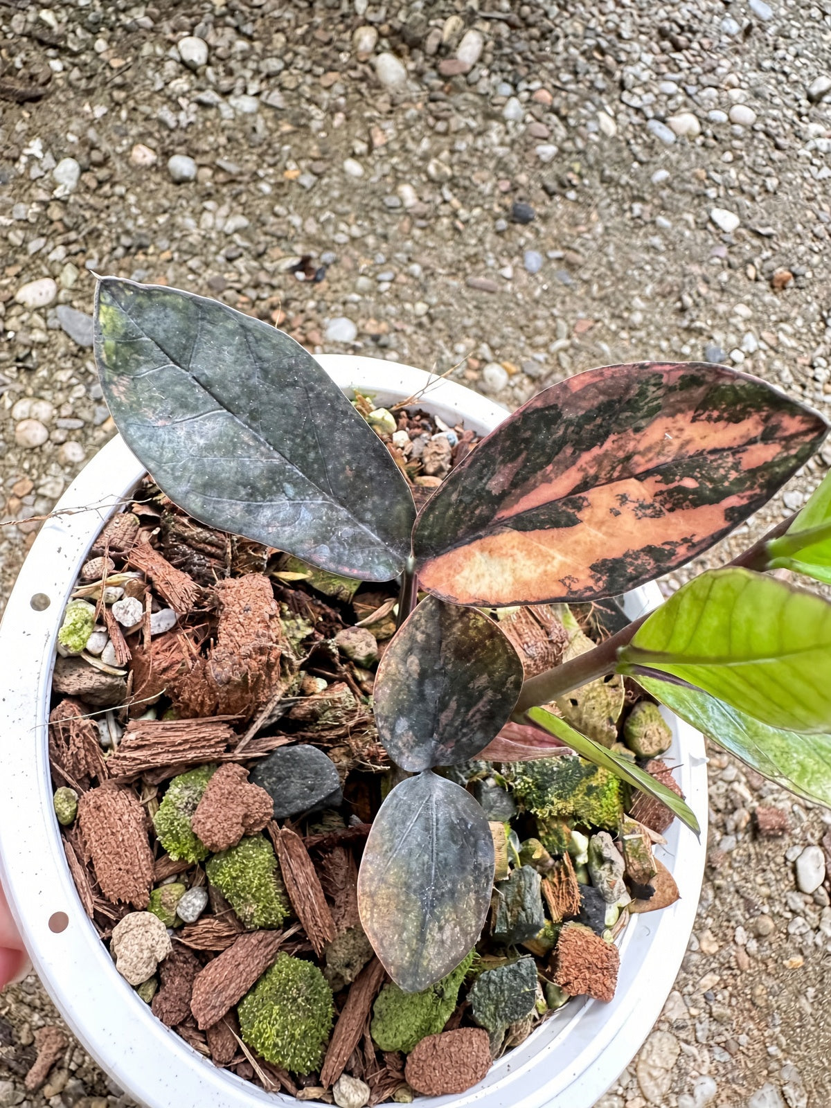 Zamioculcas Raven #9 bareroot specimen closeup