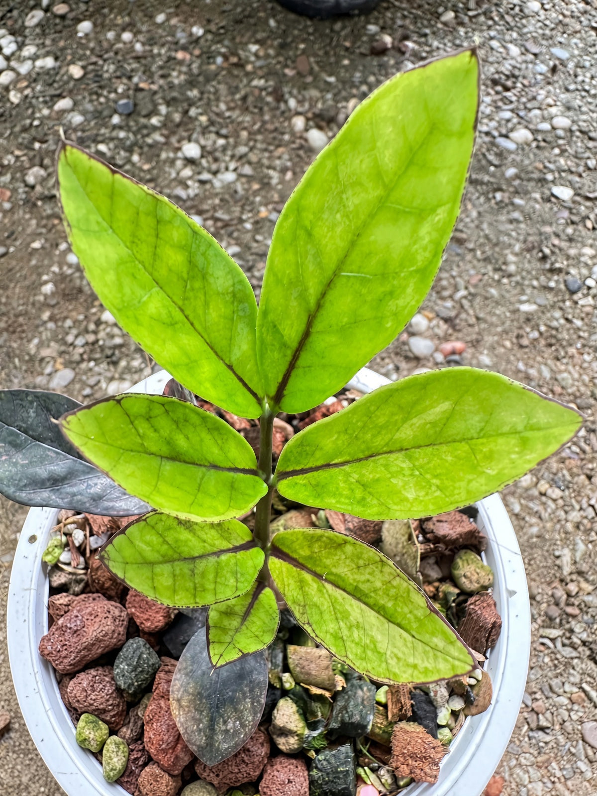 Zamioculcas Raven #9 bareroot specimen leaf detail