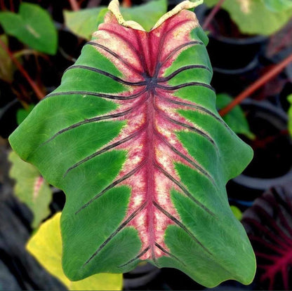 Colocasia Angel Mask