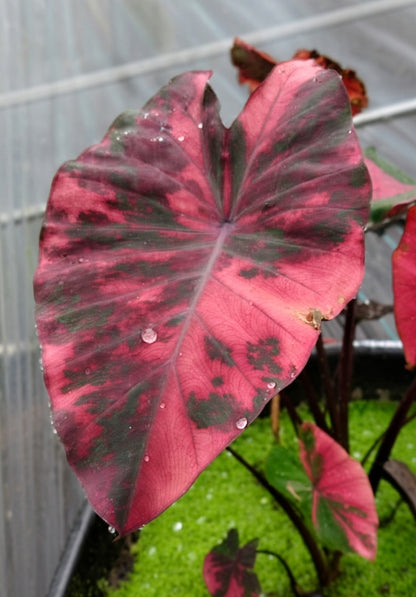 Colocasia Red Hulk