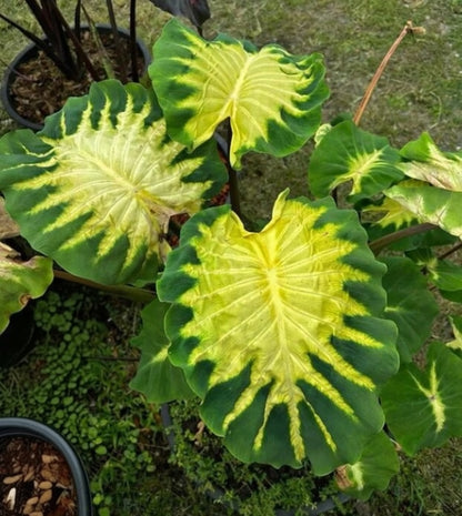 Colocasia Long Kong