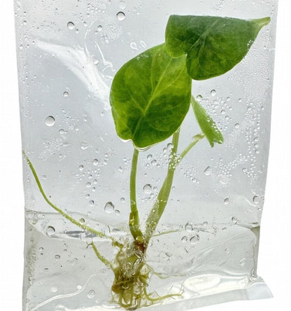 Alocasia Silver Dragon Aurea Variegated